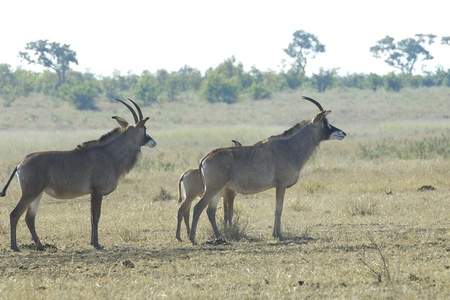 Roan antelopesの写真素材