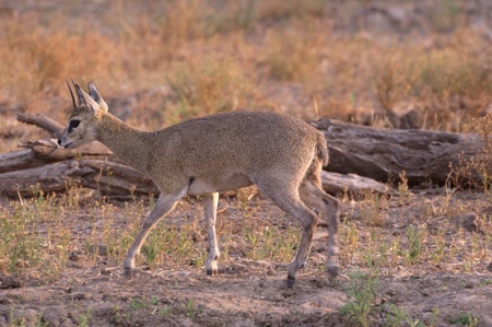 Klipspringerの写真素材