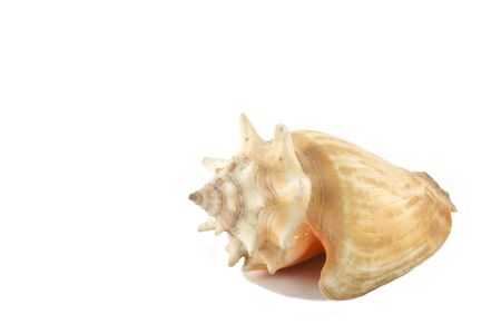 Conch shell isolated on a white background