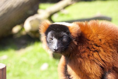 red ruffed lemur is looking at you の写真素材