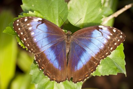 a butterfly on a leaf