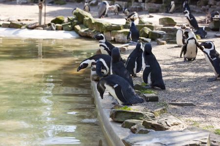 penquins in a row near the waterの写真素材