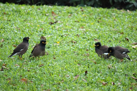 Couples bird.