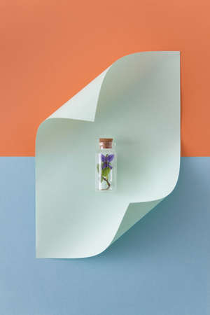 Fresh flower of violet in small bottle on colorful background. Minimal spring creation.の写真素材