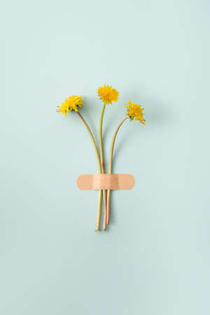 Yellow dandelion flowers on bright blue background. Minimal spring concept. Flat lay.