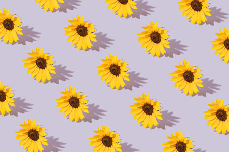 Sunlight Pattern made with yellow sunflowers on pastel purple background. Minimal summer isometric composition.の写真素材