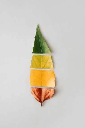 Colorful leaf changing colors through the season. Minimal autumn, spring, summer, winter concept. Creative idea of fall.の写真素材