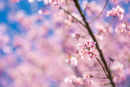 Wild Himalayan Cherry or sakura of Thailand blossom when winters come in a shiny day with a clear blue skyの写真素材