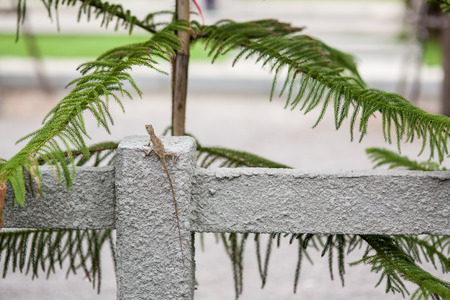 Chameleon climbing the pillar of the wall near the green treeの写真素材