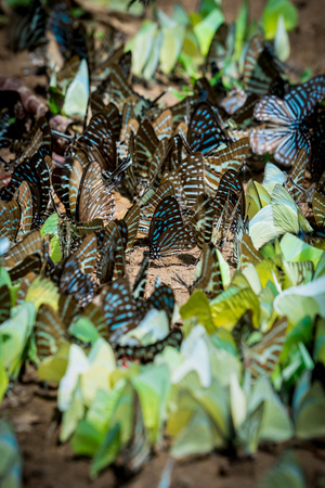 Butterfly in a wildの写真素材