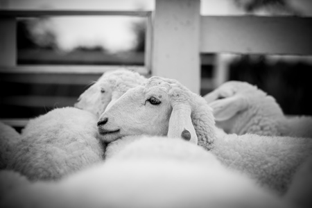 A sheep in farm swarming in the stall for waiting the food near the fenceの写真素材
