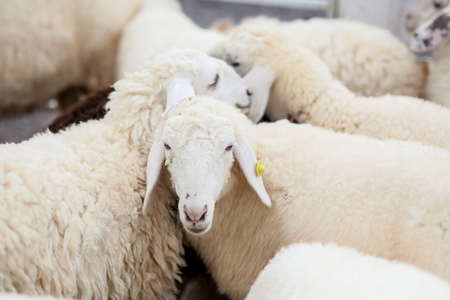 A sheep in farm swarming in the stall for waiting the food near the fenceの写真素材
