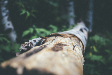 Wooden Roadの写真素材