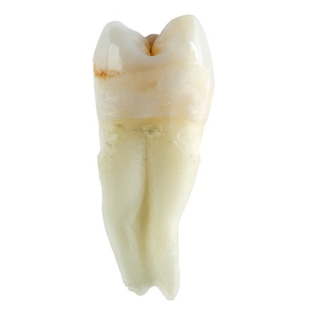 To pull wisdom tooth without flaws on white isolated backgroundの写真素材