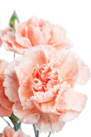 Photo beautiful flower shot in studio on white background with soft focusの写真素材