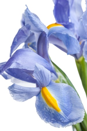 Photo beautiful flower shot in studio on white background with soft focus