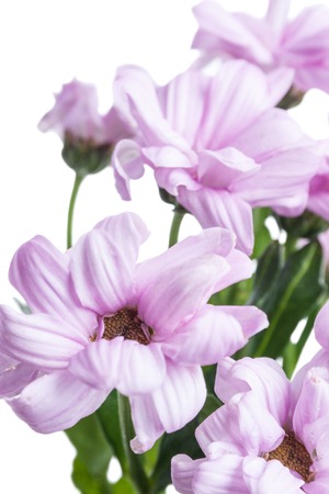 Photo beautiful flower shot in studio on white background with soft focusの写真素材