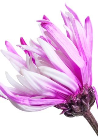 Photo beautiful flower shot in studio on white background with soft focusの写真素材