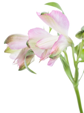 Photo beautiful flower shot in studio on white background with soft focusの写真素材