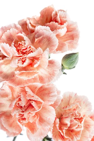 Photo beautiful flower shot in studio on white background with soft focusの写真素材