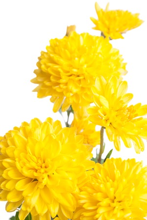 Photo beautiful flower shot in studio on white background with soft focusの写真素材