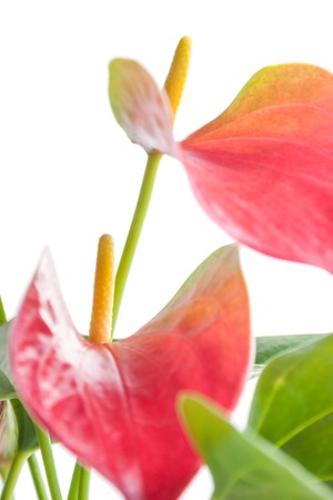 Photo beautiful flower shot in studio on white background with soft focusの写真素材