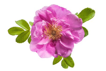 pink wild rose flower with leaves on white backgroundの写真素材