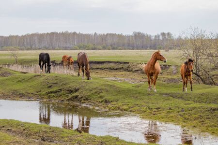 Horses and foal grazing in the pasture. Peacefully nibbling the grass. In the foreground is a puddle in which they are reflectedの写真素材
