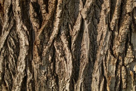 Background. Deeply cracked bark of an old poplar of gray and brown shades.の写真素材