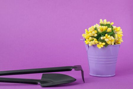 Toy bucket light purple with yellow flowers, rakes and shovel on a dark purple background.の写真素材