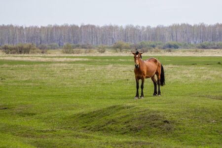 Pregnant horse in the pasture looking at the camera. In the background you can see the forest.In the background you can see the forest.の写真素材