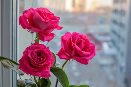 Bouquet of three delicate pink roses on the windowの写真素材