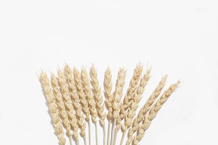 Dried wheat spikelets like a fan on a white background. View from above.の写真素材