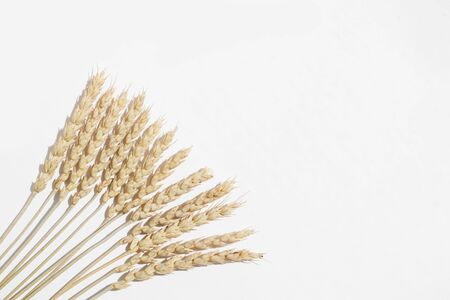 Dried wheat spikelets like a fan on a white background. View from above.の写真素材