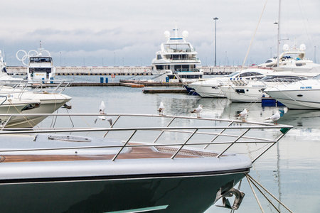Sea port of Sochi on a cloudy day. Seagulls in the foreground, yachts in the background.のeditorial素材
