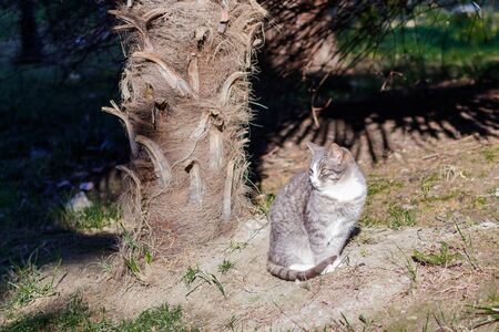 Not a domestic striped cat sitting under a palm tree in the bright sunの写真素材
