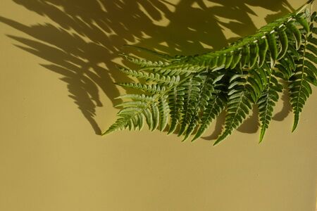 Leaves composition. Pattern made of wild fern leaves and shadow on yellow background. Flat layout, top view, copy spaceの写真素材