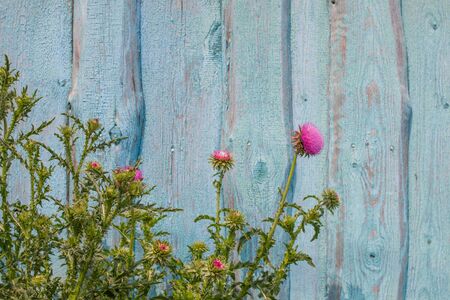 Background. Flowering burdock on the background of the old shabby wooden blue fenceの写真素材