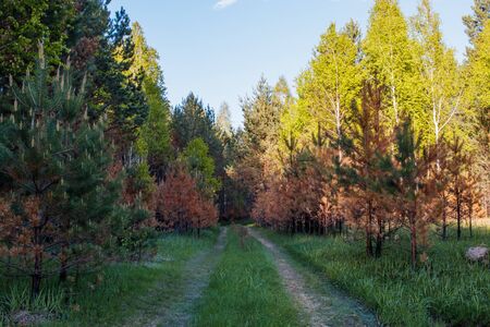 Burnt young pines during bottom fire. Spring Forest. Forest Road.の写真素材