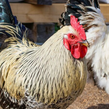 Portrait of a fat cock walking in a rural yard. Close-up. In profile.の写真素材