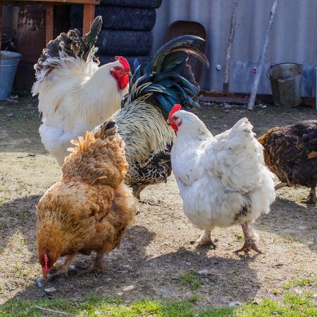 Chickens and roosters walking on a rural yard on a sunny day. Close-up.の写真素材