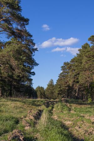 Forest road and rut in the Siberian pine forest. Summer landscape.の写真素材