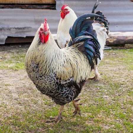 Portrait of a fat beautiful cock, it is important walking in the rural yard. In full growth. In profile.の写真素材