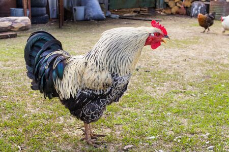.Portrait of a fat beautiful cock screaming in a rural yard. In full growth. In profile.の写真素材