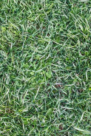 Natural wild mixed green grass in the meadow. Background. Vertical.の写真素材