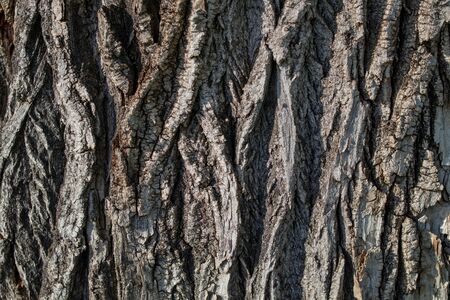 Background. Deeply cracked bark of an old poplar of gray shades.の写真素材