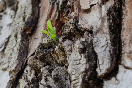 New life concept. A small green sprout appears from the trunk of an old poplar tree.の写真素材