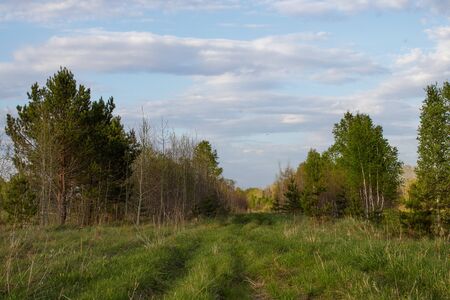 Forest track in the distance in the Siberian mixed forest. Spring landscapeの写真素材