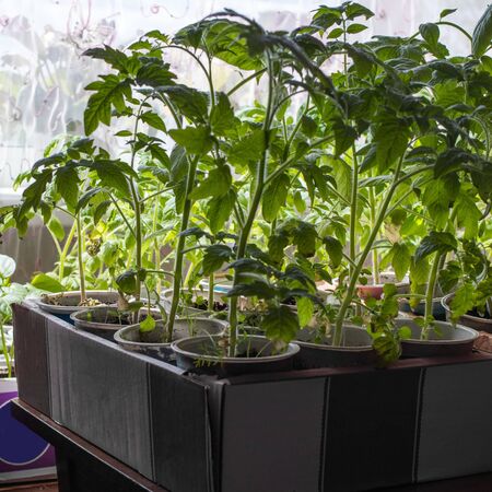 Growing cucumber seedlings indoors near the window. New shoots with leaves. Side view.の写真素材