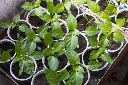 Growing seedlings of sweet peppers indoors near the window. New shoots with leaves. View from above.の写真素材